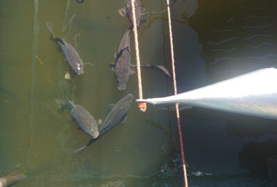 directly shot fishes swimming lake
