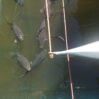 directly shot fishes swimming lake