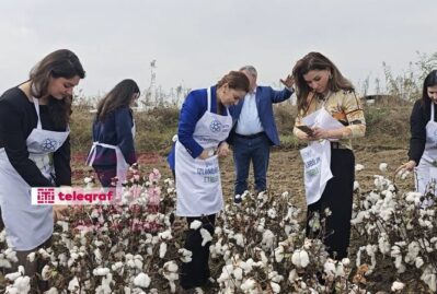 Xanım səfir Biləsuvarda pambıq yığdı - FOTO