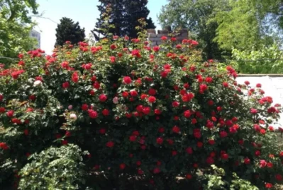 Bakıda olay: ərini öldürüb həyətdə basdırdı, üstünə gül əkdi