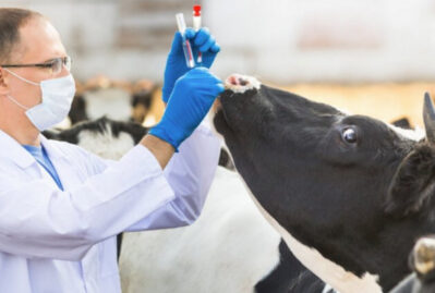 Dabaq xəstəliyi yeməklə insana keçə bilər? - Rəsmi