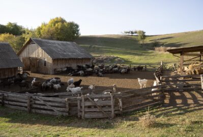 Silahlılar 62 baş xırdabuynuzlu heyvanı belə oğurladı – VİDEO