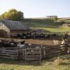rural life concept with farm animals