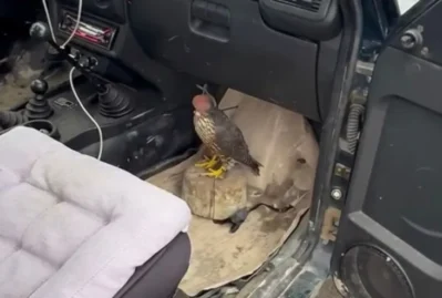 Xəzər sahilində Türkiyə vətəndaşı saxlanıldı - FOTOLAR