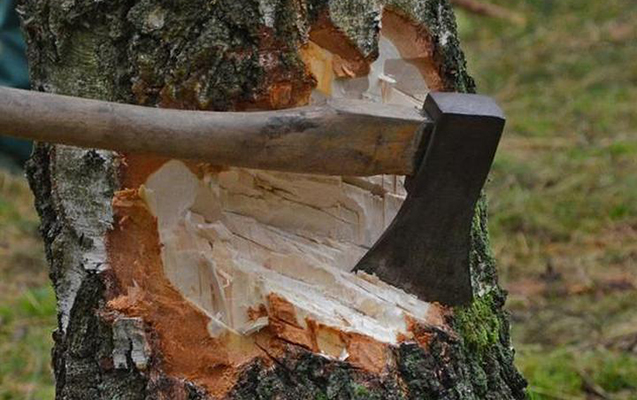 Bakıda təbiətə 7800 manatlıq ziyan vurdular – Rəsmi