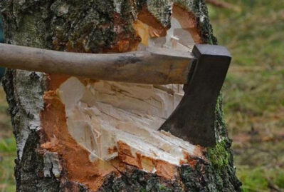 Bakıda təbiətə 7800 manatlıq ziyan vurdular – Rəsmi