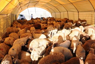 Ölkədə 14 heyvan bazarı yenilənir – prosesin detalları