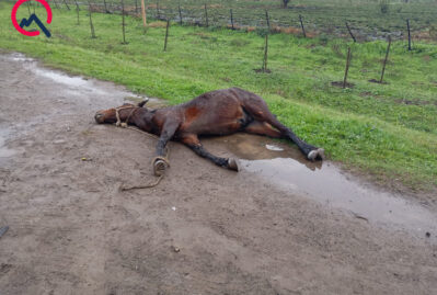 Yola çıxan at ağır qəzaya səbəb oldu - FOTOLAR 12 Yola çıxan at ağır qəzaya səbəb oldu - FOTOLAR