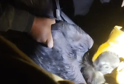 Qara kərkəsi belə xilas etdilər - VİDEO