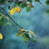 nature photo rainy day
