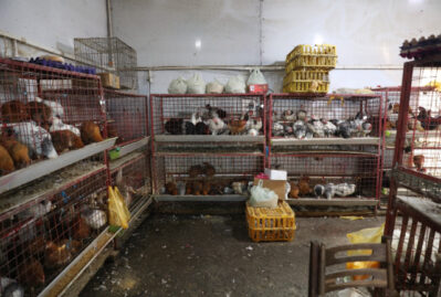 Bu quş kəsimi yeri bağlandı - FOTOLAR