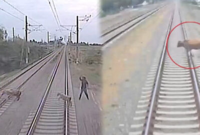 On ayda heyvanlara görə 48 toqquşma olub - VİDEO