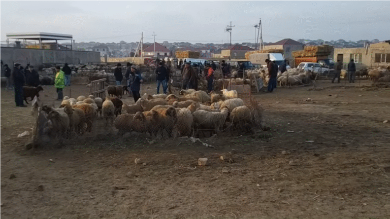 Bu mal bazarı fəaliyyətini bərpa etdi