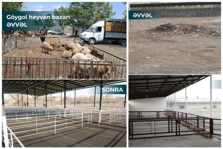 Salyan və Göygöldə heyvan bazarları fəaliyyətə başladı