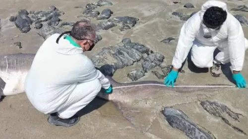 Related