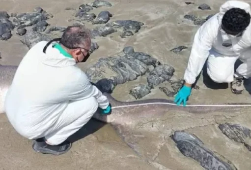 Dünya bundan danışır: 4,5 metrlik nadir canlı sahilə çıxdı