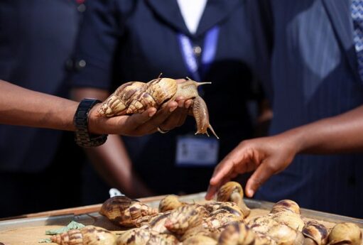 Fransa polisi ördəkləri qorumaq üçün işə başladı - İlginc