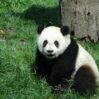 panda 1