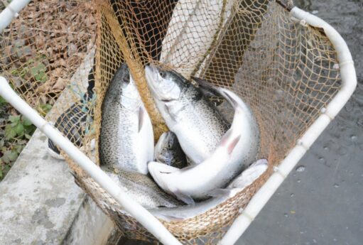 Azərbaycanda farel balıqları bahalaşdı – VİDEO