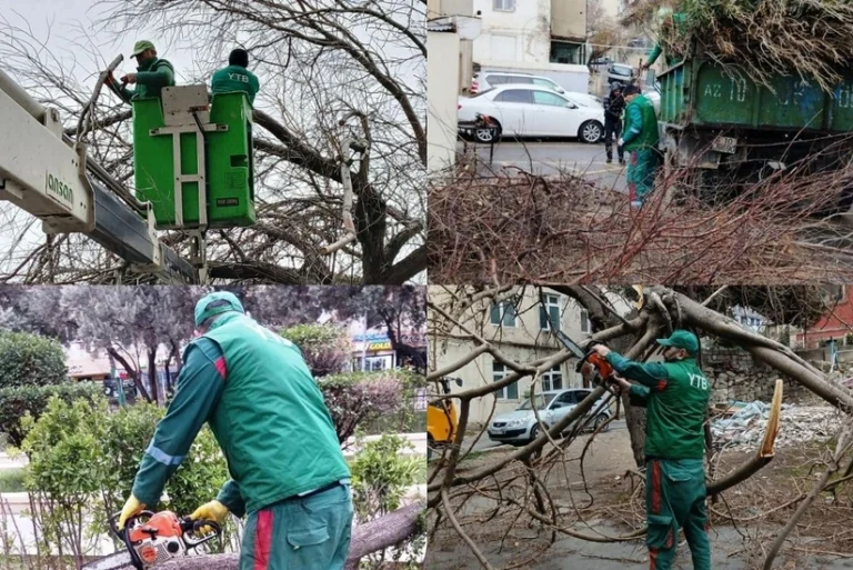 Bakıda güclü külək: üç rayonda ağaclar aşdı