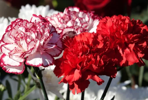 Azərbaycan bu ölkədən qərənfil almağa başladı - Maraqlı rəqəmlər