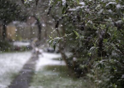 closeup shot tree branch snowy weather