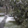 closeup shot tree branch snowy weather