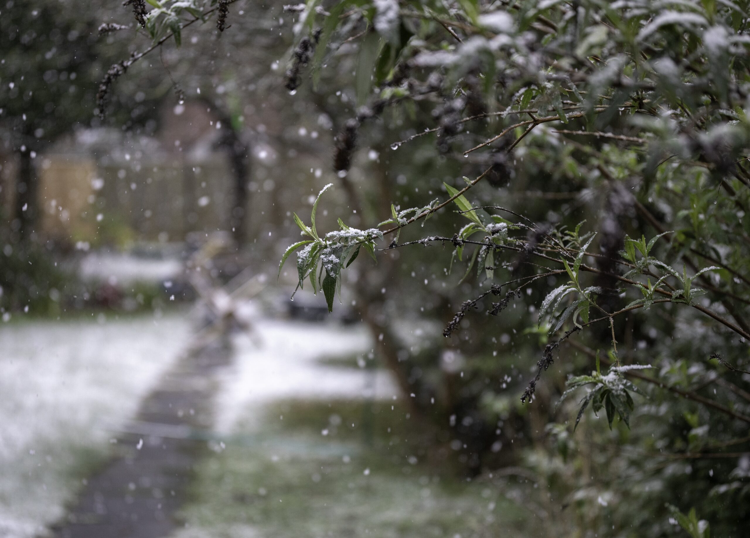 closeup shot tree branch snowy weather scaled