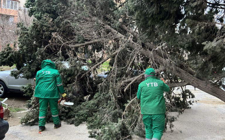 Bakıda güclü külək 37 ağacı sındırdı - FOTOLAR