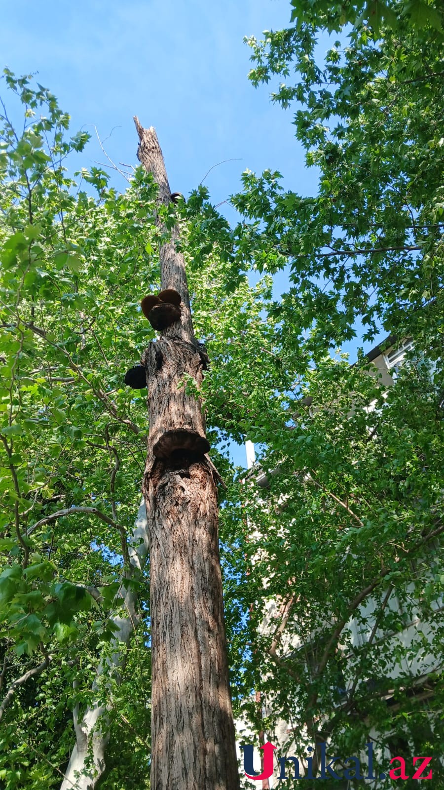 1774967927 WhatsApp Image 2026 03 31 at 18.35.23 1