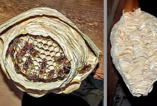 "Faydasızdır" deyib məhv edirdik, lakin dəyəri 100 min manat imiş 19 5 Vespa crabro 900x506 2