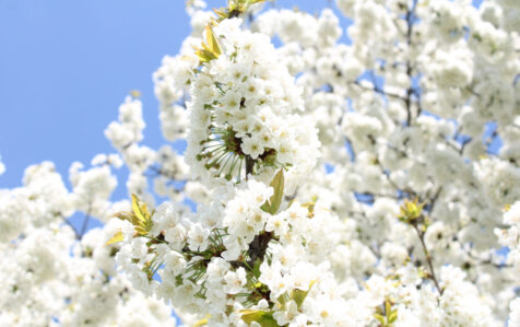 Xaçmazın gilas bağları… – FOTOLAR