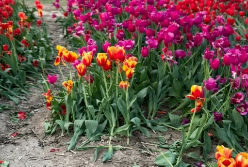 mQXBUISES2AFEsrsumC4wC6kSFPFSz2OUMjajdwM 1200