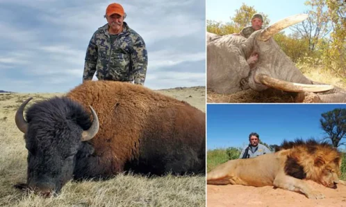 Afrikada milyoneri fillər tapdalayıb öldürdü – FOTO