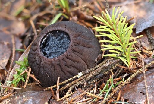 owl detail 620 f0f5c18ce06ed9c2e92fe774402ba38c