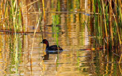 Şirvan Milli Parkından maraqlı görüntülər – FOTOLAR