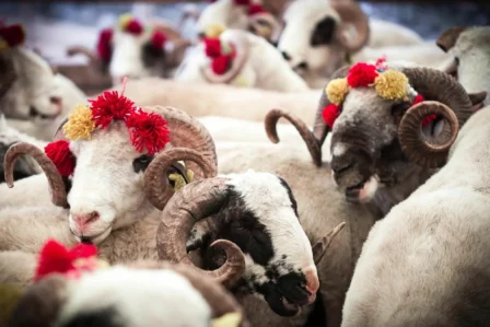 Qurban bayramında ətin qiyməti belə dəyişəcək – Əhaliyə çağırış edildi
