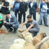 Qurban qoyun 11