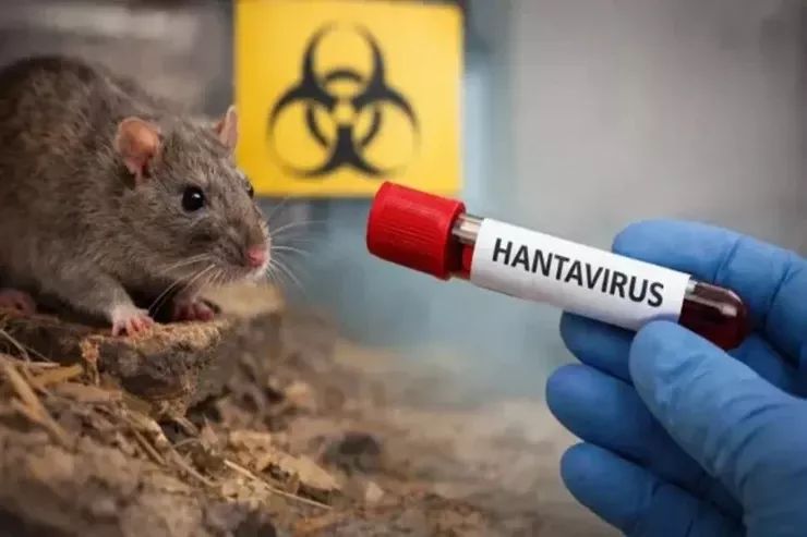 Hantavirus Azərbaycana gəlib? - Rəsmi açıqlama