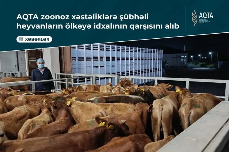Gürcüstandan gətirilən 134 inək geri qaytarıldı - Səbəb