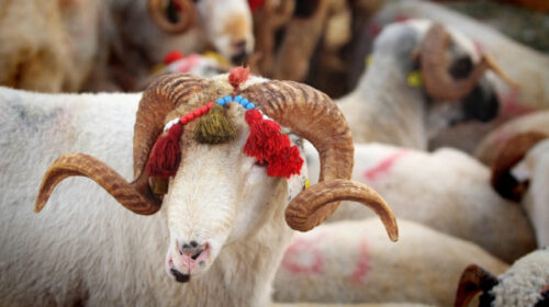 Qurban bayramı ilə bağlı xəbərdarlıq: görən kimi məlumat verin!