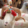 qurbna