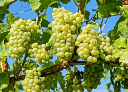green grapes 900x643 2