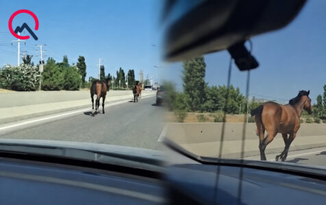 yol