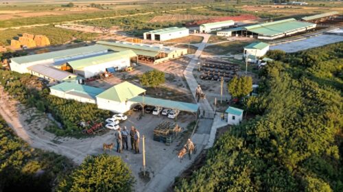 300-dən çox vətəndaş “Globalinfo”ya müraciət etdi – “Simmental” və “Holstein” istəyirlər