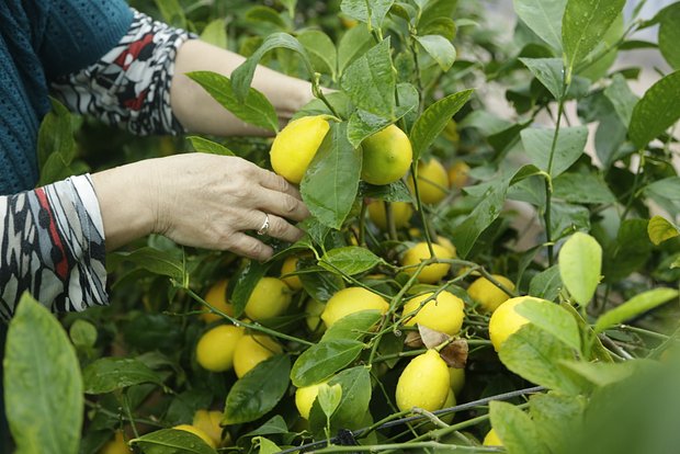 owl detail 620 0b5d993cf5c278b2aa02b677be905af2