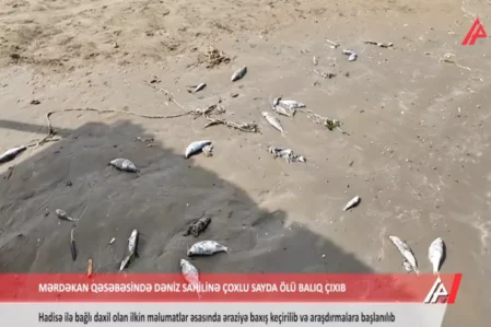 Mərdəkan sahilində balıqların kütləvi tələfatı: səbəb nədir? – VİDEO
